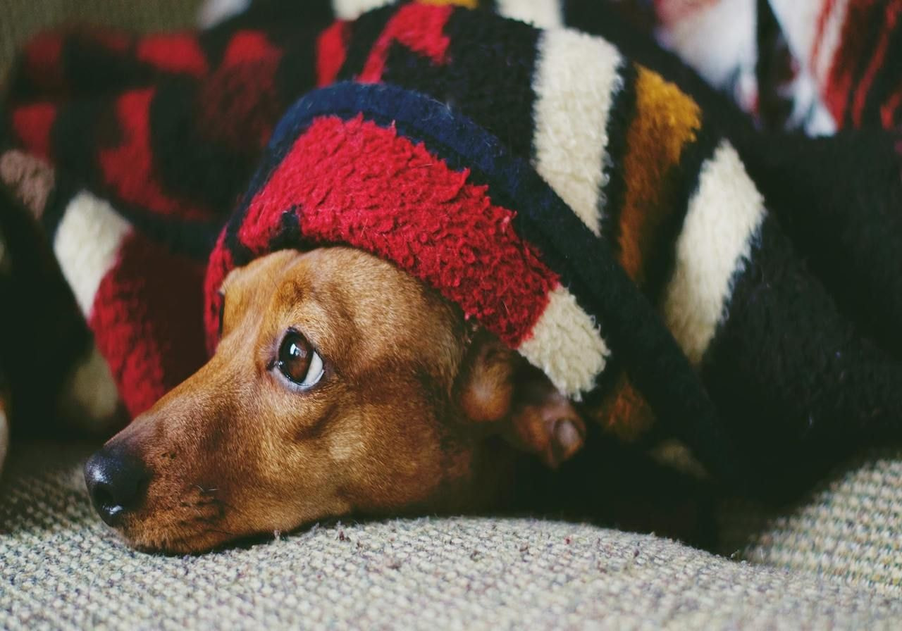 A dog is lying under a blanket.